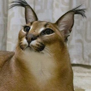 Meet your Posher, Cat